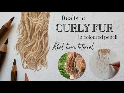 How to Draw Realistic Curly Fur in Coloured Pencil | Real Time Tutorial | Draw With Me | Ginger Fur