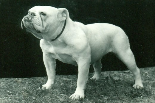 Bulldog History: From Medieval Fighters to Lovable Companions