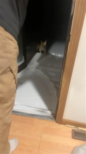 First time Buddy seeing snow #snow #winter #dog