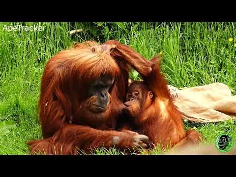 Nursing Infant Orangutan Gets A Foot Inspection From Mom ! 🦧😊 #orangutan #chesterzoo
