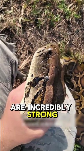 Why You Should NEVER Mess with a Python 🐍 | The Truth About Python’s Deadly Bite