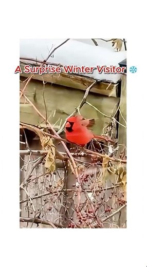 Red Cardinal / Northern Cardinal in the Winter Backyard: #birds #birdwatching #redcardinal