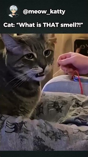 Cat Smells Something WEIRD… and regrets it 😂🐱 #shorts #cat #viral #pet