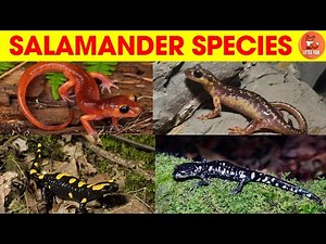 🦎✨Magical Types of salamanders Species Names in English for kids #kidslearning #animals #salamander🦎