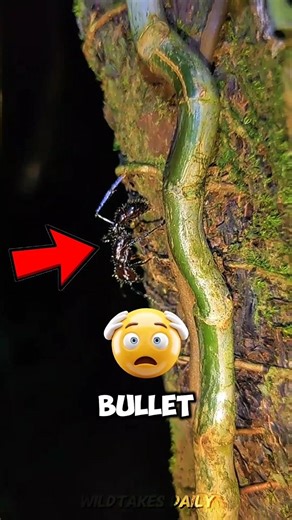 The Most Painful Ant in the World 😳🐜