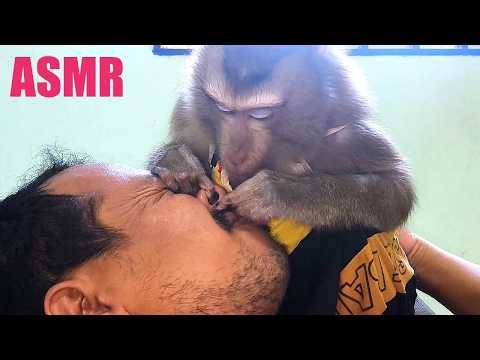Monkey Most Satisfying Grooming Human Nose Beard ASMR