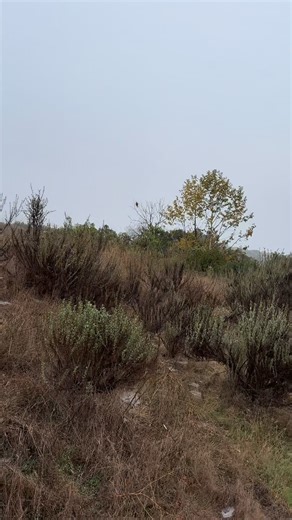 Spotted a red shouldered hawk in the wild. #wildlife #birdphotography #nature #birdwatching #adventure | Teresdon Manzano