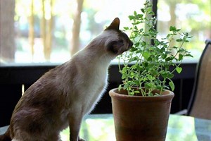7 Plants to Grow for Cats