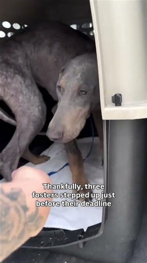 #urdu #dog #adoptdontshop #doberman #dogrescue #adoptabledog