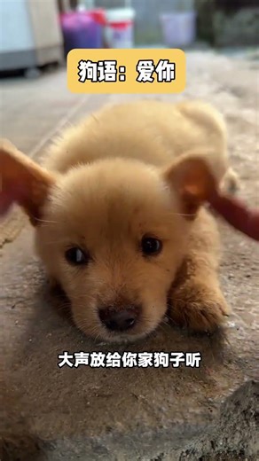 Decode Your Dog's Heart: Unveiling the Language of Love