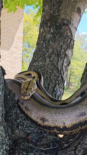 Reticulated Python Enjoying Some Hang Time🐍 #shorts