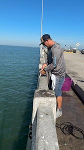 Catching Bait with a Ripping Tide #skywaymisfits #fishlikemisfits #castnet #CastNetFishing #castnetting #livebait #greenbacks #sardines #fish #dropoutcastnets #fisherman #fishitwell #livefishing #xyzbca#skywayfishingpier #fishing #florida #tampabayfishing #tampa #fish #fishingtrip | Jay Way
