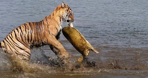 Why This Tiger Started Hunting Crocodiles