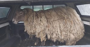 Britain's "loneliest sheep" rescued from foot of cliff after nearly 2 years