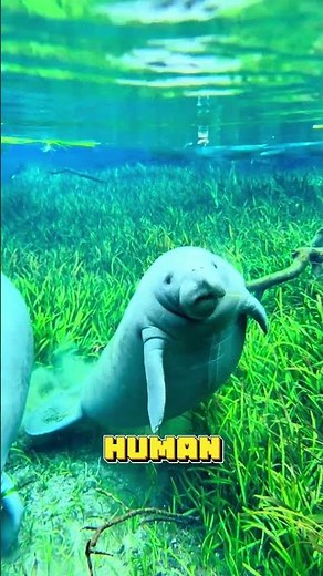 Why You Should NEVER Touch Manatees: Incredible Insights!