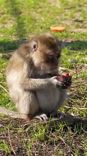 Etenstijd bij de Java-apen! 🐒🍎 Java-apen eten vooral fruit, maar ze zijn ook zeker niet vies van bladeren, insecten en andere kleine dieren zoals garnalen en kikkers. De een heeft alleen wel meer geluk met zoeken dan de ander. 👀🙈 | Eindhoven Zoo