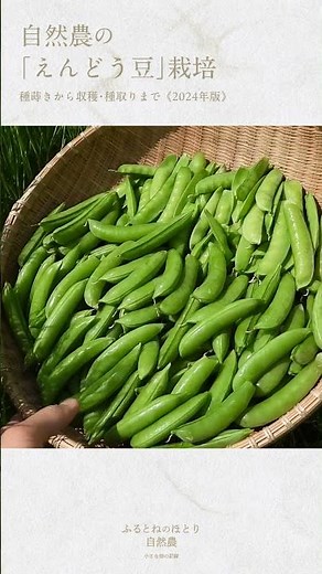 自然農の「えんどう豆」栽培【2024年版】〜種蒔きから収穫・種取りまで〜 #ふるとねのほとり自然農 #家庭菜園 #現代農業