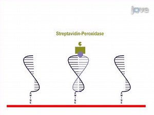 Multiplex PCR and Reverse Line Blot Hybridization Assay mPCR/RLB