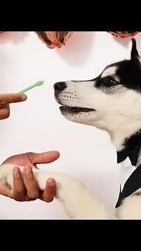 how to properly brush your dogs teeth