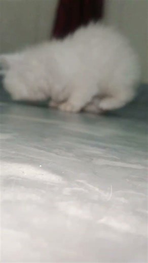 Persian White Kitten 🐈🐾 #persiancatgujranwala #cat #catbreeds