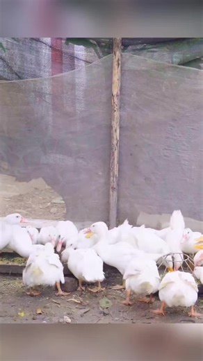 Harvesting Sprouted Grain for Chicken Feed
