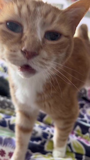 So good to be back with our handsome boy🧡🧡🧡 he is purring up a storm🧡🧡🧡