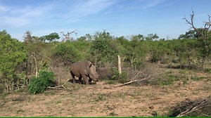 13K views · 143 reactions | A first-of-its-kind programme using technology to track people encroaching on wildlife, rather than the animals at risk, has been successful in reducing rhino kills by 96 per cent in South Africa. str.sg/4MCH | The Straits Times | Facebook