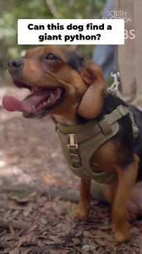 This Dog Hunts Giant Pythons 🐍😳