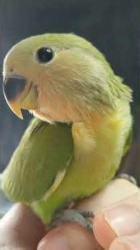 クッキーちゃん手乗りで可愛い目でおやすみ Cookie is hand goodnight 💤💤💤 #lovebird