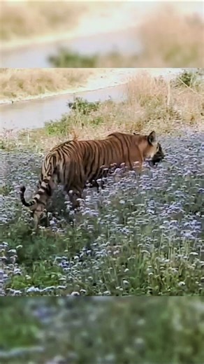 Tiger Moving In Purple Grass #tiger #shortsfeed #ytshorts #shortsfeed #art #nature #jimcorbett