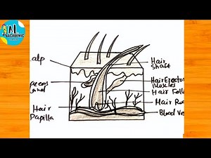Structure of Hair | How to Draw Structure of Hair Labelled Diagram | Drawing Hair Structure Anatomy