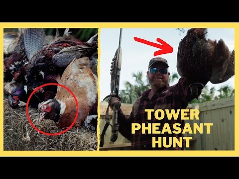 It's Raining Birds! Pheasant Tower Shoot in South Florida!