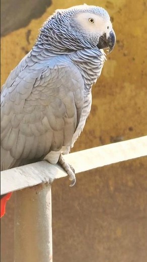 Amazing African Grey Parrot Talking Compilation 2026 | Intelligent Talking Bird Videos #ParrotTalk