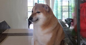 Tragedia en Internet: murió Ballitze, 'Cheems', el perro-meme por excelencia