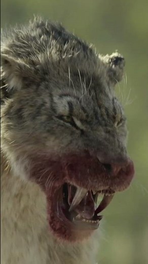 Ten-foot otters vs. a scimitar-toothed cat. Welcome to lunch. #PrehistoricPlanetIceAge