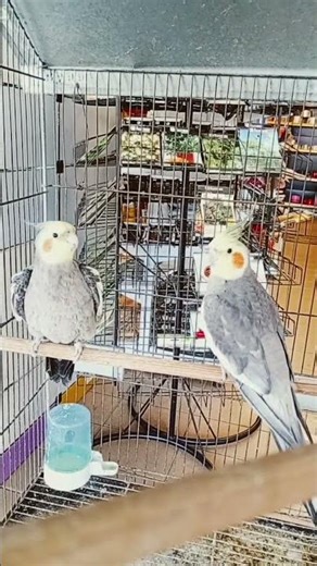 Interesting facts about cockatiels