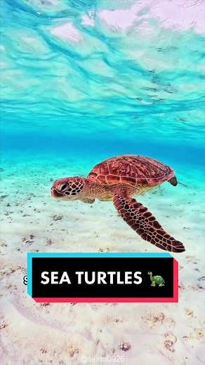 Beautiful Sea Turtle Conservation | Discover the World of Sea Turtles!