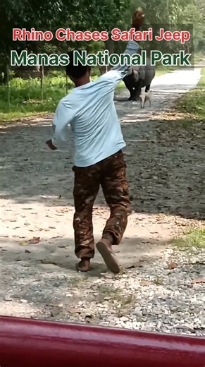 Rhino Chases Jeep, Manas National Park,Assam #RhinoCharge #rhinos #wildanimals #wildlife | Manas National Park Unofficial