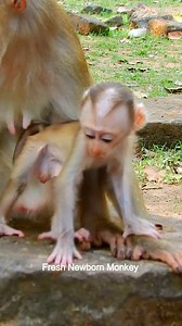 11 reactions | Wow wow super cute baby monkey breastfeeding, Lovely baby Lilo get sweet milk, DSCN0791 | Fresh Newborn Monkey | Facebook