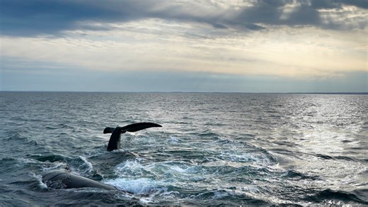 How does a Montreal company use AI to track whales from space?