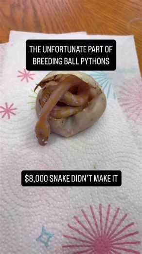 BALLS OF FURY on Instagram: "An $8,000 ball python that never got to take its first breath 😞 This is one of the hardest parts of breeding ball pythons, or any animals, and something that never gets easier, no matter how long you do this. Unfortunately, this extremely rare baby didn’t make it out of the egg. I don’t have an answer as to why, and that uncertainty is often the hardest part. What hurts the most isn’t the dollar value, it’s the fact that this was a dream animal of mine. One I worked