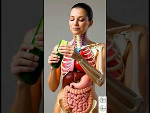What Really Happens Inside Your Gut After Eating? | 3D Digestive System Explained
