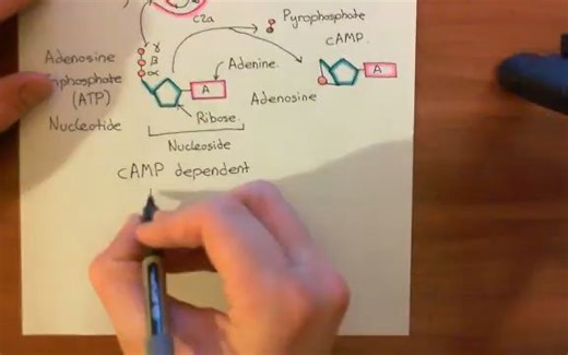 【受体脱敏】Receptor Desensitization Part 4