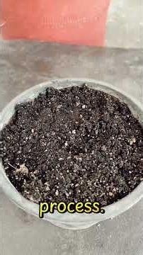 Watch This Easy Way to Grow an Apricot Tree Fast from Seed 🌱🍑 | Farming 4 Food