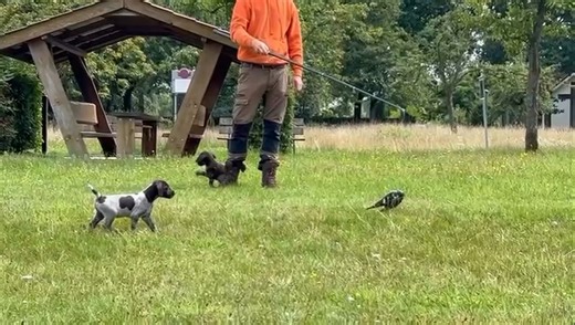 Ferro vom Karlswald (Fergie vom Ridge Runner x Josef III vom Spanger-Forst) #karlswald #deutschdrahthaar #vorstehhund #pointer #ridgerunnerdrahthaars #gundogtraining | Deutsch Drahthaar Lovers