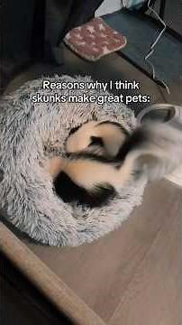 5 Reasons Skunks Actually Make Amazing Pets 🦨❤️