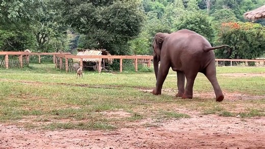 This is BunMa ! A life full of happiness and freedom. Many times she will become self absorbed in play that she forgets her child nearby. Chaba seems to understand what her mother needs, and acts accordingly. Chaba enjoys being with her mahout when Mom is running around like a child. The life path of Bunma and Chaba helps us to respect that every life deserves the opportunity to experience as natural a life as possible. Therein lies the joy and the healing. There are only ~120 captive elephants 