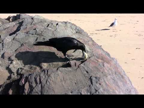 Killing Wild Ravens Using Poisoned Eggs?