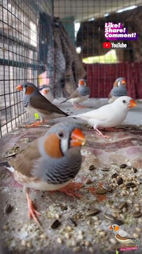 Zebra Finches Birds Video ||#birds #highlights #shortvideo #finches #zebrafinch #follow