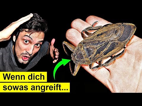 Why do these poisonous insects suddenly attack humans?